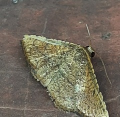 Lepidoptera