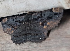 Lepidoptera