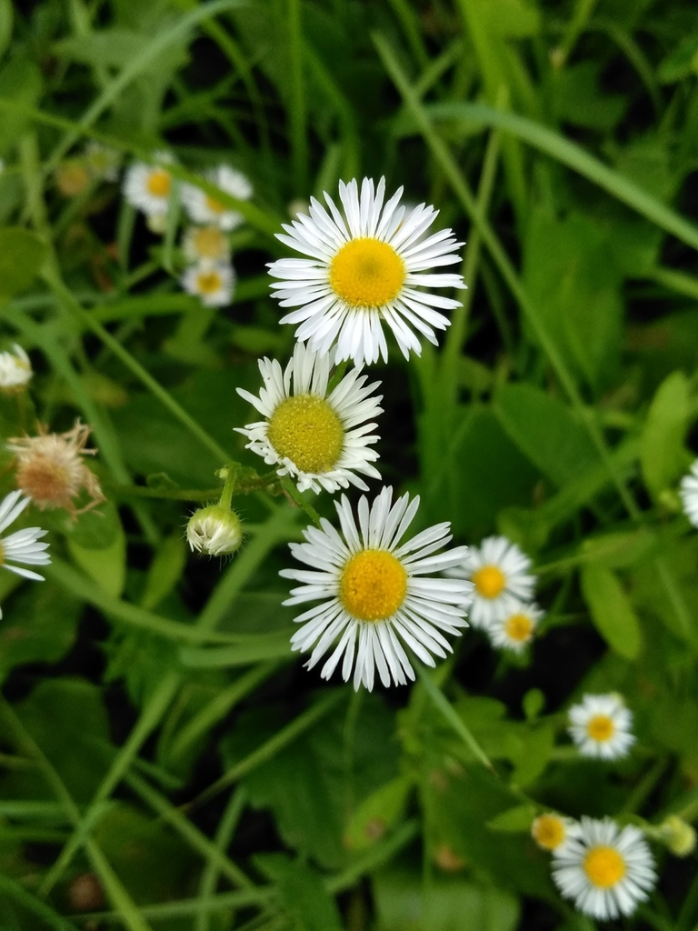 Conyzinae