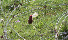 Carpodacus rubicilloides