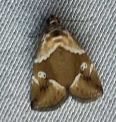 Lepidoptera
