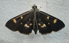 Lepidoptera