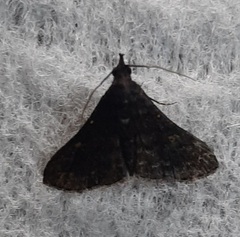 Lepidoptera
