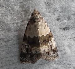 Lepidoptera