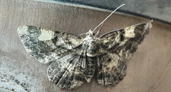 Lepidoptera