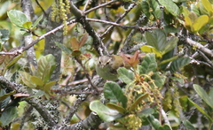 Phylloscopus pulcher