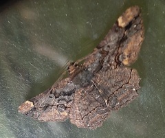 Lepidoptera
