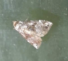 Lepidoptera