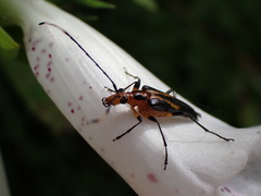 Metastrangalis uenoi