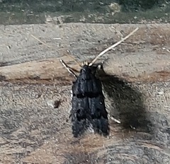 Lepidoptera