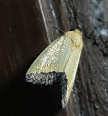 Lepidoptera