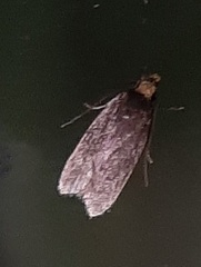 Lepidoptera