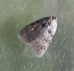 Lepidoptera