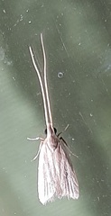 Lepidoptera