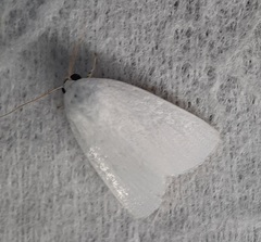 Lepidoptera