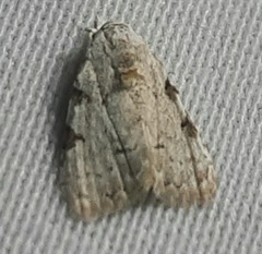 Lepidoptera