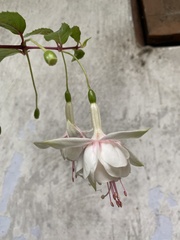Fuchsia