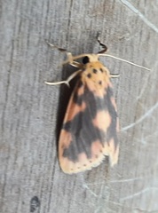 Lepidoptera