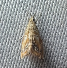 Lepidoptera