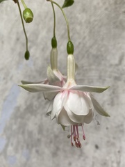 Fuchsia
