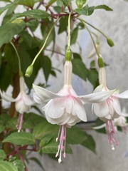 Fuchsia