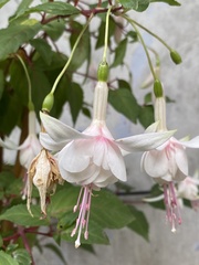 Fuchsia
