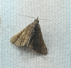 Lepidoptera