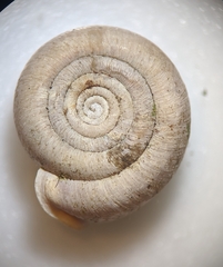 Helicodonta obvoluta