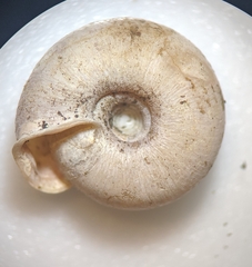 Helicodonta obvoluta