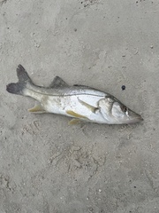 Centropomus parallelus