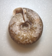 Helicodonta obvoluta