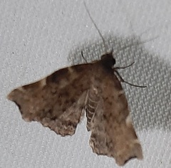 Lepidoptera