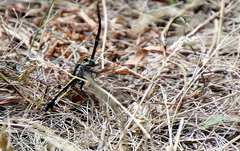 Arigomphus cornutus