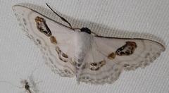 Lepidoptera