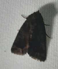 Lepidoptera