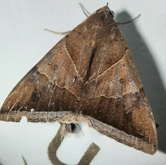 Lepidoptera