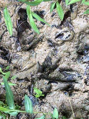 Odocoileus virginianus virginianus