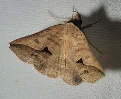 Lepidoptera
