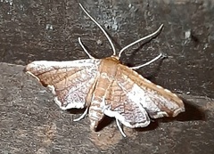 Lepidoptera
