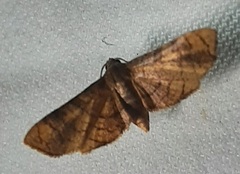 Lepidoptera