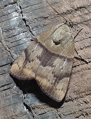 Lepidoptera