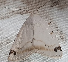 Lepidoptera