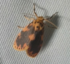 Lepidoptera