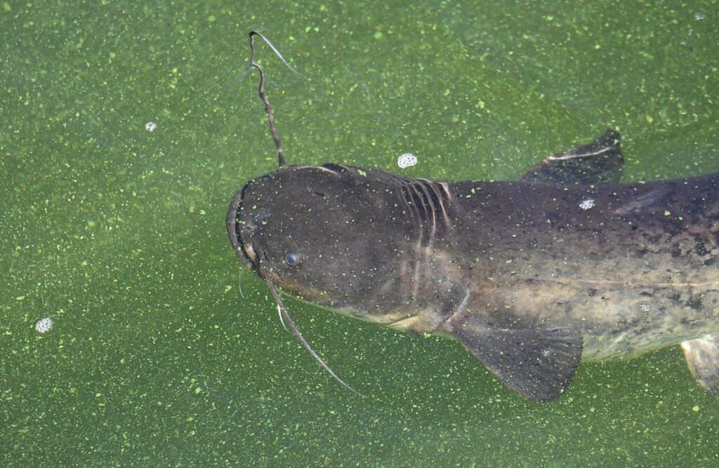 MartinS Catfish