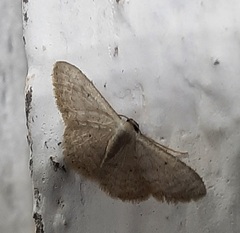 Lepidoptera