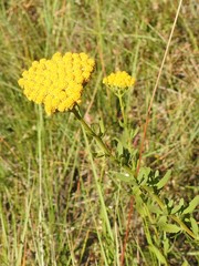 Achillea ageratum