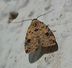 Lepidoptera