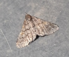 Lepidoptera