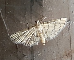 Lepidoptera