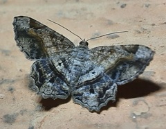 Chiasmia